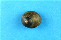 藏品(扭鐘螺)的圖片